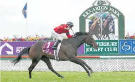  ?? Picture / Trish Dunell ?? 1000 Guineas winner La Diosa has a busy schedule in Oz.