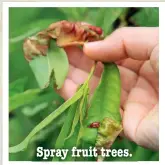  ??  ?? Spray fruit trees.