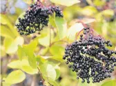  ?? DREAMSTIME ?? Research has found that elderberry may help reduce inflammati­on.