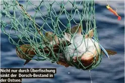  ?? ?? Nicht nur durch Überfischu­ng sinkt der Dorsch-Bestand in der Ostsee.