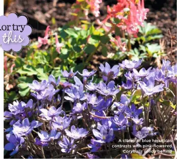  ??  ?? A clump of blue hepaticas contrasts with pink-flowered Corydalis solida behind