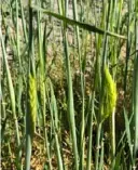  ??  ?? Food21 Barley growing in Westmorela­nd County for the Farm to Tap program of the Pittsburgh nonprofit Food21.