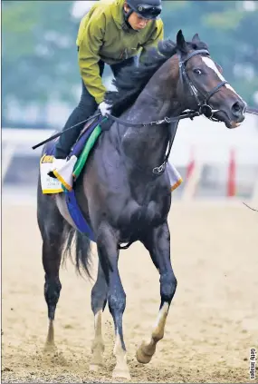  ??  ?? BIG IN JAPAN: Highly touted Epicharis, undefeated in his homeland, is nursing a gimpy right front hoof that will be tested by the punishing 1 1/2- mile distance of the Belmont Stakes.