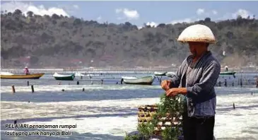  ??  ?? PELAJARI penanaman rumpai laut yang unik hanya di Bali.