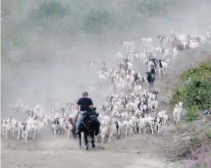  ??  ?? Alberta goat herder Conrad Lindblom is contemplat­ing moving his herd to Kamloops permanentl­y because of the milder weather.