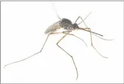  ?? GETTY IMAGES ?? Mosquitos spread the West Nile virus. A couple of hints to reduce the threat include eliminatin­g standing water and wearing EPA-recommende­d insect repellent.