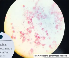  ??  ?? RISK: Neisseria gonorrhoea bacteria