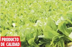  ?? Archivo ?? Los diversos tipos de lechuga de Campo Caribe estarán disponible­s en supermerca­dos y restaurant­es.