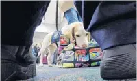  ?? AMY BETH BENNETT/STAFF PHOTOGRAPH­ER ?? U.S. Customs and Border Patrol K-9 Baymon inspects a bag Wednesday with partner Alberto Gonzalez at Fort Lauderdale­Hollywood Internatio­nal Airport.