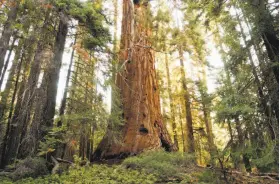  ?? David McNew / Getty Images 2002 ?? The Carrizo Plain in San Luis Obispo County is known for its wildflower blooms but may also be subject to oil and gas leases. The Giant Sequoia National Monument north of Kernville (Tulare County) may be reduced in size to allow logging and controlled...