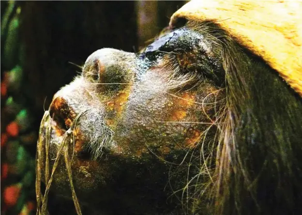  ?? PHOTO: ?? Six shrunken human heads are on display, their hair and eyelashes still in place David Jones/Flickr)