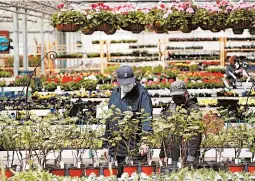  ?? PAUL SANCYA/AP ?? Shoppers look at plants Monday at a nursery in Macomb, Michigan.