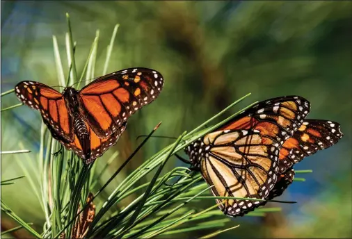  ?? (File Photo/AP/Nic Coury) ?? Monarch butterflie­s land on branches Nov. 10, 2021, at Monarch Grove Sanctuary in Pacific Grove, Calif.