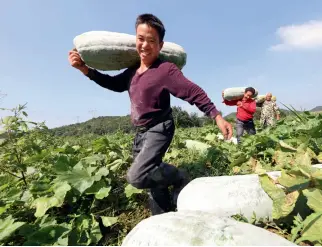  ??  ?? Local farmers harvest white gourds at a plantation base for poverty alleviatio­n in Houxi Village, Fuzhou City, southeast China’s Jiangxi Province, on October 10, 2020.