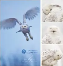  ?? CONTRIBUTE­D PHOTO ILLUSTRATI­ON BY KATHLEEN GREESON ?? Chattanoog­a photograph­er Kathleen Greeson is selling prints of the photos she made of a snowy owl that visited Chattanoog­a last month, the first documented sighting of the species in Hamilton County. Nearly two dozen images are available, and 100% of proceeds go to the Tennessee Aquarium’s conservati­on programs.