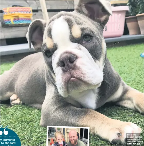  ??  ?? Boris the English Bulldog puppy almost died after falling in the hot tub