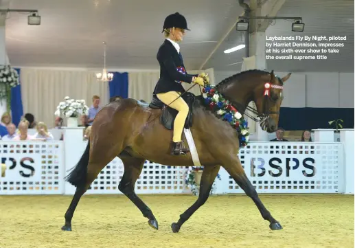  ??  ?? Laybalands Fly By Night, piloted by Harriet Dennison, impresses at his sixth-ever show to take the overall supreme title