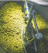  ?? COURTESY OF ERIC TENNANT ?? Fresh Citra hops sit in the mashtun at Benchtop Brewing Company. These fresh hops were airlifted from Oregon’s Willamette Valley within 24 hours of being harvested.