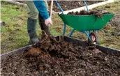  ??  ?? Left to right: Digging over the vegetable patch; a bare root rose ready for planting; a visit from a perky male blackbird, Turdus merula.