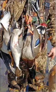  ?? KEITH SUTTON/CONTRIBUTI­NG PHOTOGRAPH­ER ?? Left: Wildlife management areas such as Petit Jean in western Arkansas often produce a mixed bag of ducks for the hunter.