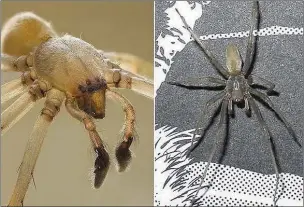  ??  ?? n FUELLING FEARS: The North American Yellow Sac Spider is venomous and has been known to bite humans