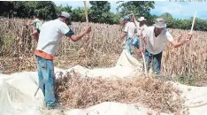  ?? FOTO: EL HERALDO ?? Las pérdidas por la extraña enfermedad las empezaron a sufrir productore­s de la aldea El Obraje en el valle de Jamastrán.