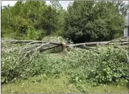  ?? REBEKAH D. WALLACE, UNIVERSITY OF GEORGIA, BUGWOOD.ORG VIA AP ?? Storm damage to a Callery pear tree. The trees’ weak branch union often results in splitting during storms.