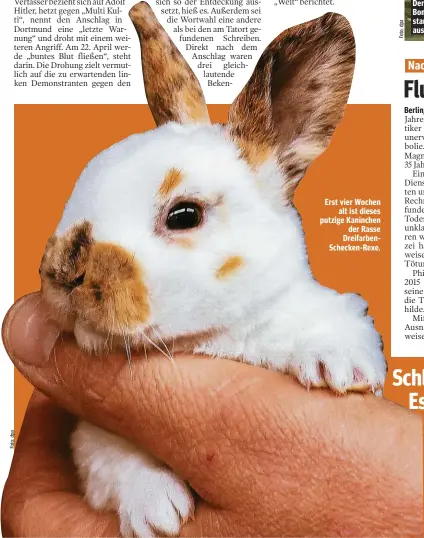  ??  ?? Erst vier Wochen alt ist dieses putzige Kaninchen der Rasse Dreifarben­Schecken-Rexe.