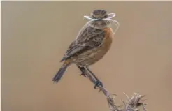  ??  ?? This characterf­ul little bird was beautifull­y captured Canon EOS-1D X, 400mm + 2x converter, 1/1600sec at f/5.6, ISO 2000