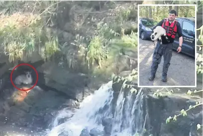  ??  ?? Rescue efforts Circled, the lamb was stuck under the waterfall until SSPCA inspector, Jack Marshall, came to its rescue