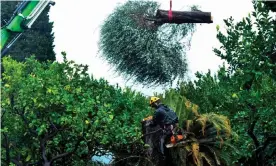  ??  ?? Olive trees infected with Xylella fastidiosa are destroyed in Menton, southern France. Photograph: Yann Coatsaliou/AFP/Getty Images