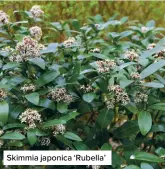  ?? ?? Skimmia japonica ‘Rubella’