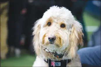  ?? ?? Lucy is a trained therapy dog and specialize­s in assisting in schools.