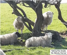  ??  ?? Taking the shade. By Wendy Horner