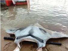  ??  ?? A screenshot of the video shows the dead manta ray.