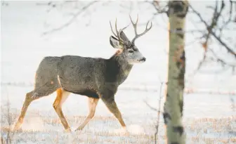  ?? JEFF MCINTOSH/THE CANADIAN PRESS ?? Two deer tested positive for chronic wasting disease, the province says.