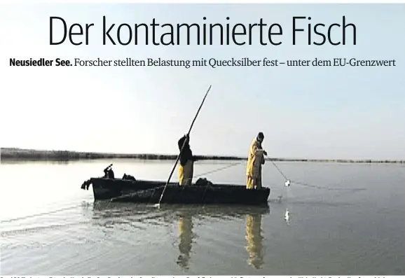  ??  ?? Rund 30 Fischarten gibt es im Neusiedler See. Rund um den See gibt es mehrere Berufsfisc­her – am häufigsten gefangen werden Wels, Hecht, Zander, Karpfen und Aal