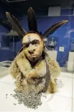  ?? CESAR MANSO/ AFP/GETTY IMAGES ?? “El Neandertal Emplumado” is an impression of a Neandertha­l by Italian scientist Fabio Fogliazza.