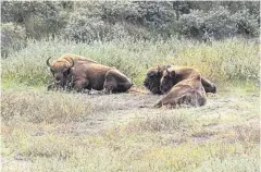  ?? Picture: Evan Bowen-jones ?? Bison at Netherland­s wilding project