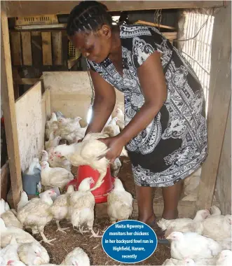  ??  ?? Maita Ngwenya monitors her chickens in her backyard fowl run in Highfield, Harare, recently