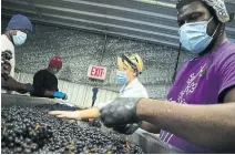  ??  ?? Workers sort through a crop of Merlot wine grapes at Stratus Vineyards, removing stems, petioles and unwanted grapes.