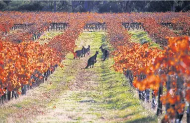  ??  ?? Kangaroos rest between rows of vines at the Charles Melton vineyard in the Barossa Valley, north of Adelaide.