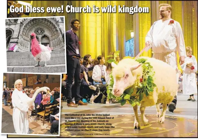  ?? LUIZ C. RIBEIRO/FOR NEW YORK DAILY NEWS ?? The Cathedral of St. John the Divine looked more like a zoo during the 34th Annual Feast of St. Francis and Blessing of the Animals on Sunday. A sheep is seen inside church, along with a swan (bottom inset), and Lady Gaga (the chicken) poses on church steps (top inset).