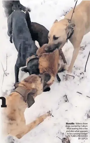  ?? PICTURES PROVIDED BY SSPCA ?? Horrific Videos show dogs owned by Callum Muir tearing into a fox and also what appears to be a young badger