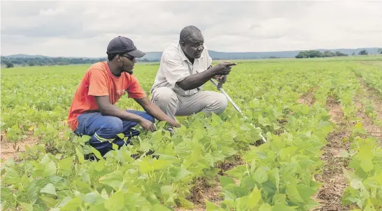  ?? Picture: AFP ?? REAPING BENEFITS. Benard Chinyemba, right, a qualified mechanical engineer who was offered a farm during Zimbabwe’s land reform programme and became a commercial farmer, inspects a sugar bean crop with his son at his 80-hectare Benchi farm in Glendale, near Harare.