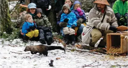  ??  ?? WASHINGTON: In this Friday, Dec 2, 2016, photo, visitors look on as a Pacific fisher takes off running after being released into a forest at Mount Rainier National Park. — AP