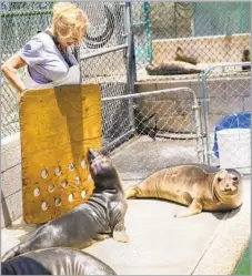  ?? Jay L. Clendenin Los Angeles Times ?? RUBY KUMAGAI uses a herding board when entering an enclosure for young elephant seals at the Marine Mammal Care Center.