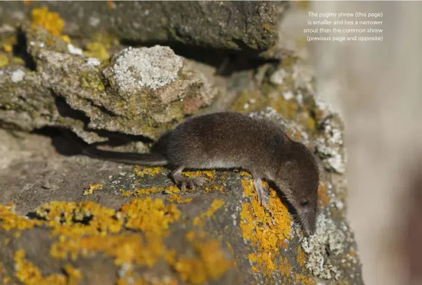  ??  ?? The pygmy shrew (this page) is smaller and has a narrower snout than the common shrew (previous page and opposite)