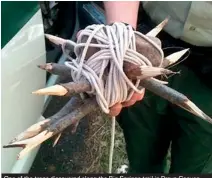  ??  ?? One of the traps discovered along the Big Springs trail in Provo Canyon was this 20lb ball of spiked branches rigged to swing into a person’s head