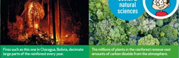  ??  ?? Fires such as this one in Charagua, Bolivia, decimate large parts of the rainforest every year.
The millions of plants in the rainforest remove vast amounts of carbon dioxide from the atmosphere.